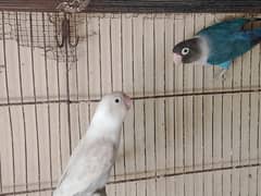 females for sale