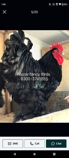 PURE BLUE & BLACK HEAVY COCHIN FOR SELL
