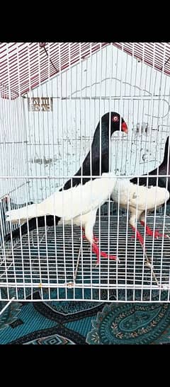 magpie Danish pyar