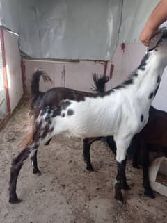 2 bakrain