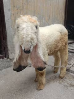 sheep