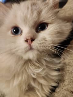 Cats for sale