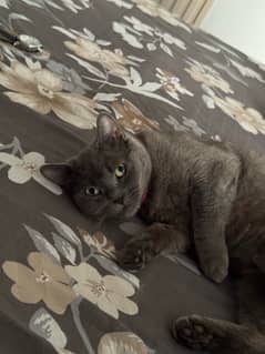Imported Russian blue