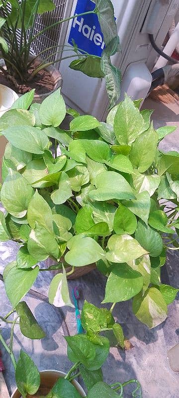 Golden Pothos  round shape with fresh strings 0