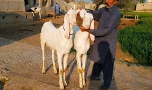 Qurbani ke Liye 2 Bakre argent for sale /Call. . 03278290878/