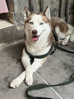 Siberian Husky
