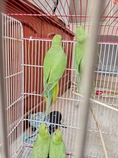green parrot
