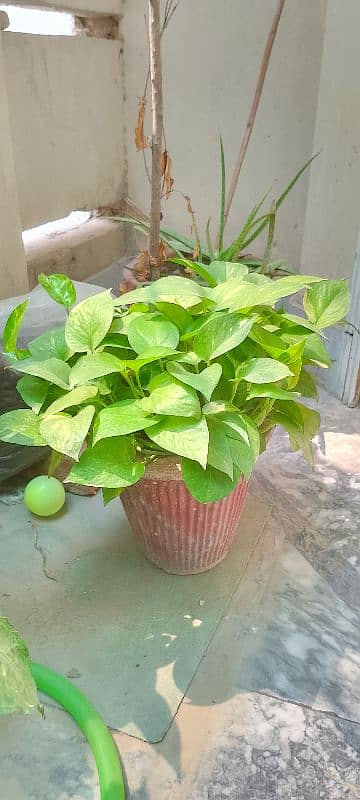 Golden Pothos  round shape with fresh strings 2