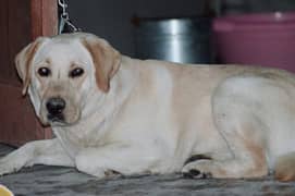 Labrador Male