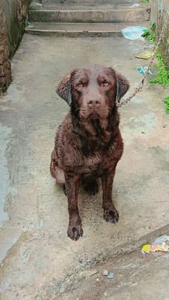 British chocolate Labrador