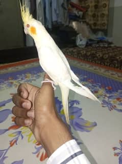 Hand