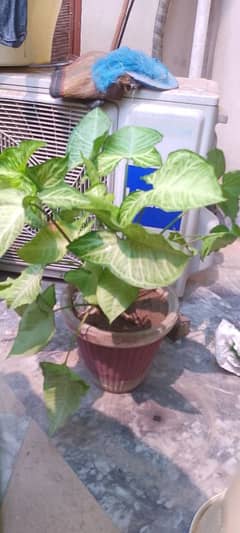 syngonium
