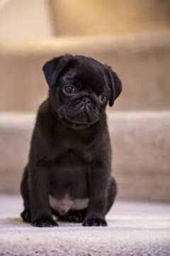 pug