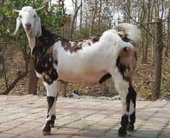 Cattle