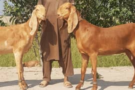 Cattle