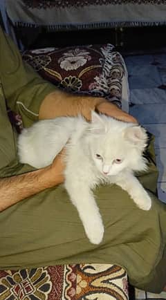 Persian