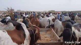 Cattle