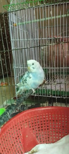 budgie