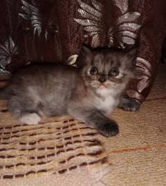 Persian kittens
