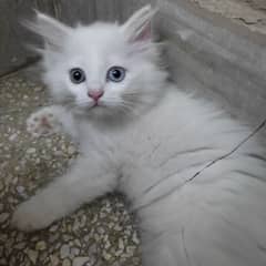 Pure Persian Kitten Pair for Sale