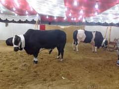 Cattle