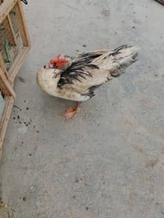Muscovy male for sale