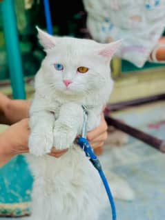 Persian cat pair