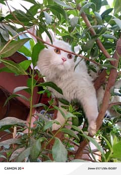 MALE CAT FULL TARIN 03167584870 FRIENDLY MALE VACCINATED NO SCAM