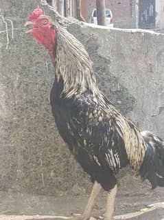 Aseel Murga