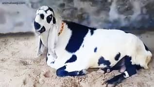 Cattle