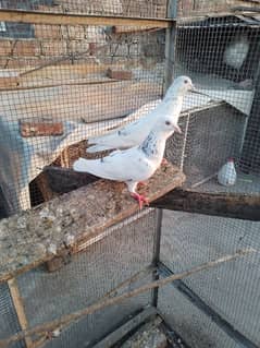 breeder pigeons 1200 per ha or 2400 ka pair 1