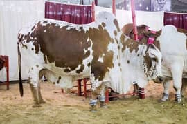 Cattle