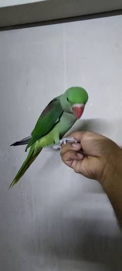 Pahari