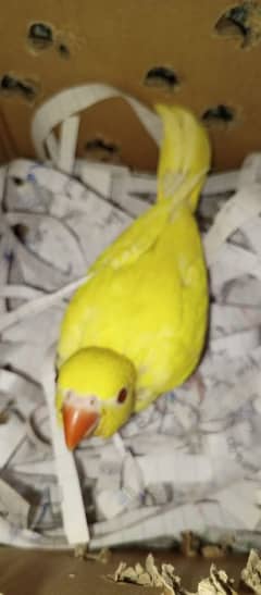 Pure yellow ringneck parrot chick