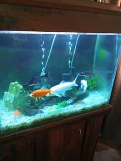 5 fishes active and healthy