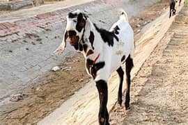 Cattle