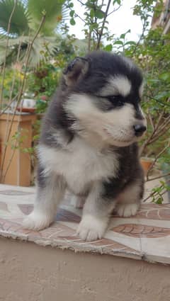 Siberian husky pure for sale cute lil puppies