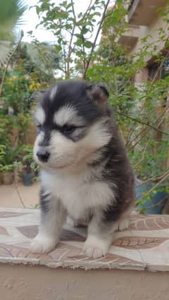 siberian husky | pups | pedigree | siberain Pups For Sale