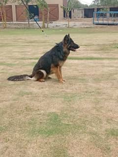 German shepherd breeder female available for farm house's