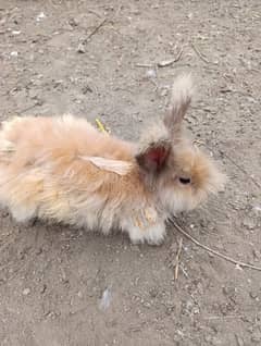 angora English