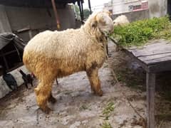 Qurbani