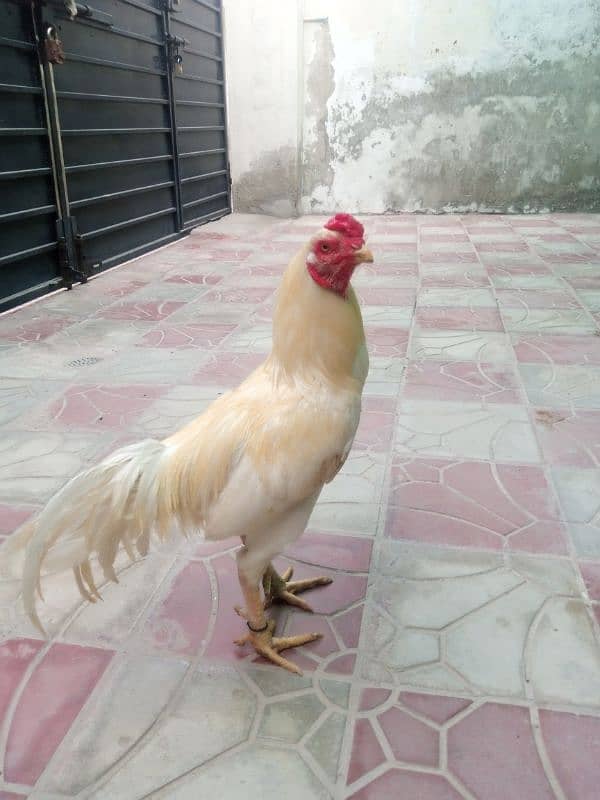 white Aseel breeder male 03198245342 1
