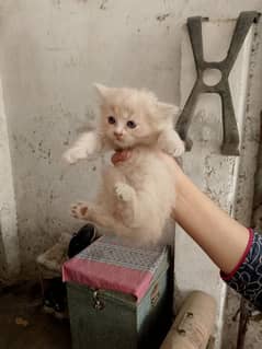 for