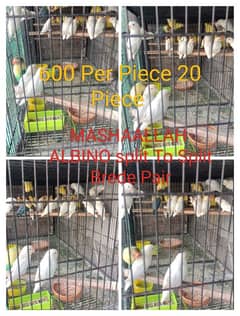 Albion Split To Split Breader Pair 1200 Finl