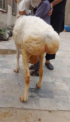 qurbani