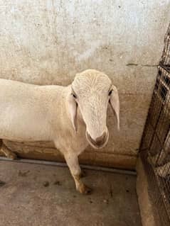 Sheep for sale