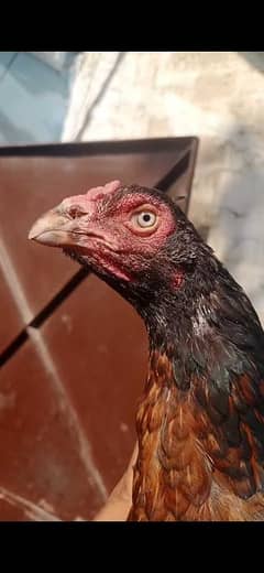 Mianwali Female