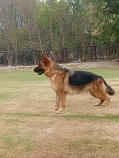 German shepherd pedigree female available for farm house's