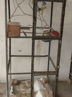 love bird 2 pairs with Cage