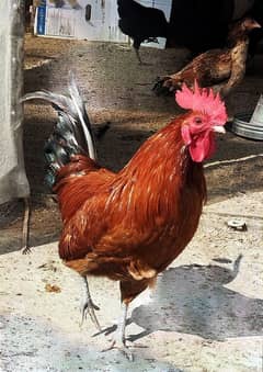 Golden misri rooster for sale healthy active
